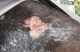 Faunny- Eczema de verano en caballos Eczemas de verano en caballos