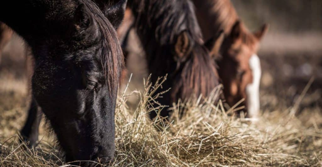 Caballos comiendo heno