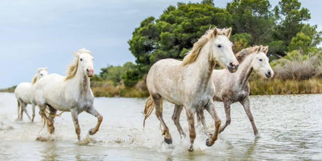 Caballos en el agua