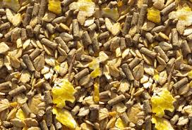 Granos para alimentaciòn de caballos