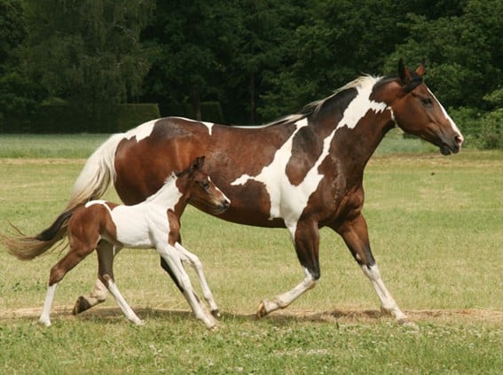 Caballo Paint
