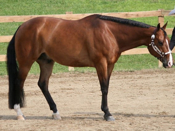 Caballo Quarter Horse