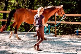 rutina de ejercicio idela para tu caballo