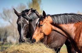 Faunny Nutricion Equina Primera Parte