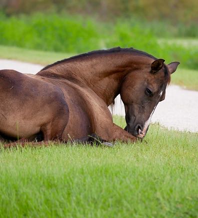 Faunny Complementos Nutricionales para Caballos
